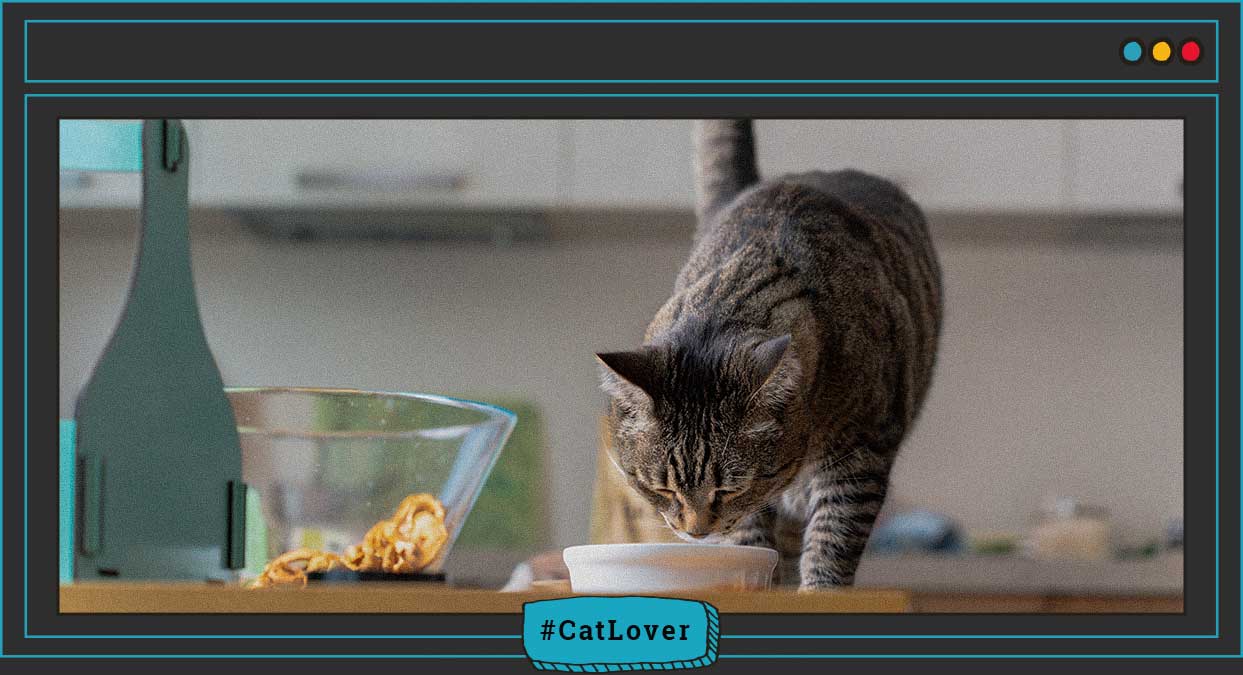 cantidad de comida para gatos
